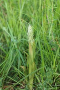 Orchis bouc