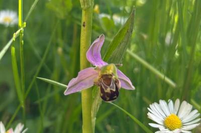 Ophrys abeille