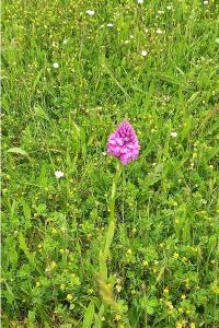 Orchis pyramidal