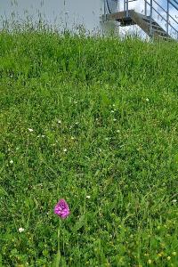 Orchis pyramidal