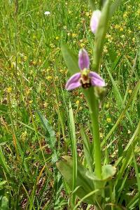 Ophrys abeille