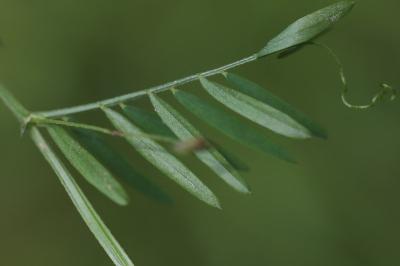 Ervum tetraspermum