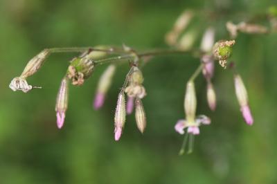 Silene nutans