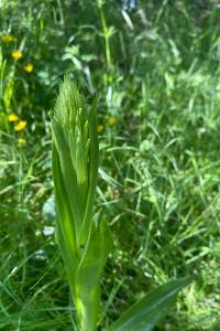 Orchis bouc