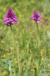 Orchis pyramidal