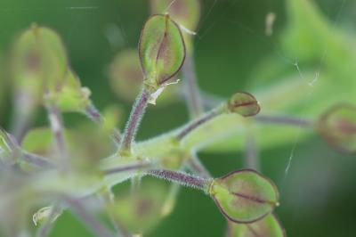 Lepidium campestre