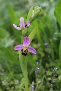 Ophrys abeille