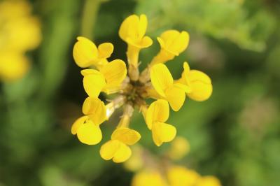 Hippocrepis comosa