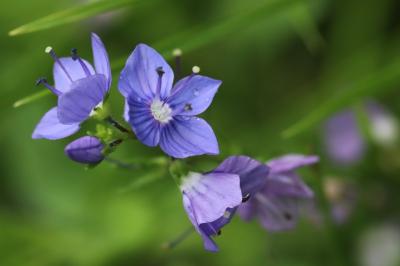 Veronica teucrium