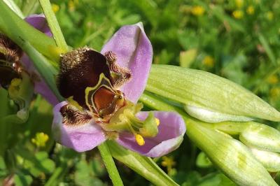 Ophrys abeille