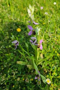 Ophrys abeille