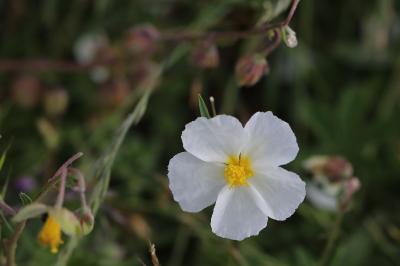 Helianthemum apenninum