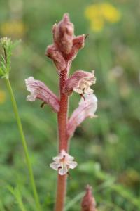 Orobanche du thym