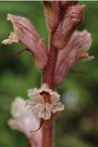 Orobanche du thym