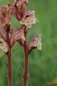 Orobanche du thym