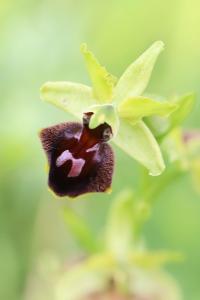 Ophrys araignée