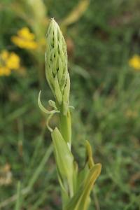Orchis bouc