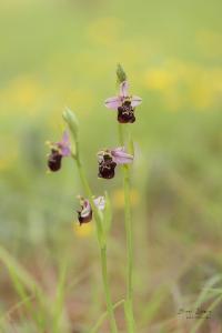 Ophrys bourdon