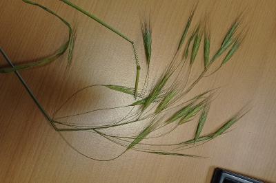 Brome des toits