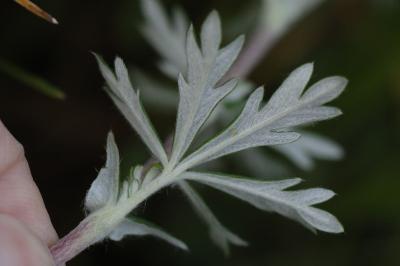 Potentille négligée