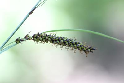 Carex flacca