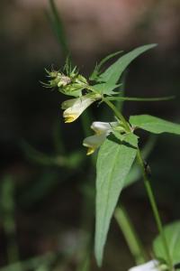 Mélampyre des prés