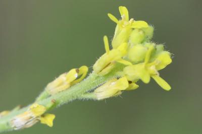 Herbe aux chantres