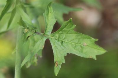 Herbe aux chantres