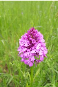 Orchis pyramidal