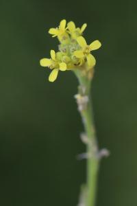 Herbe aux chantres