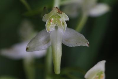 Orchis verdâtre