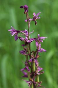 Orchis mâle