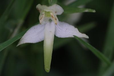 Orchis verdâtre