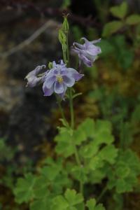 Ancolie visqueuse des Causses