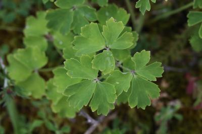 Ancolie visqueuse des Causses