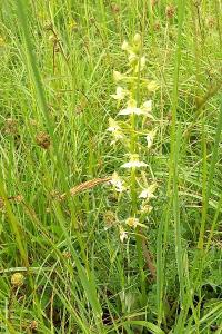 Orchis verdâtre