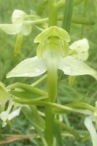 Orchis verdâtre