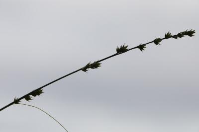 Carex divulsa