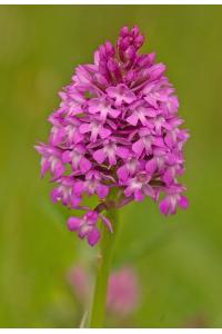 Orchis pyramidal