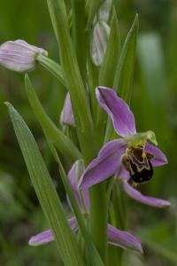 Ophrys abeille