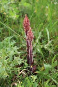 Orobanche violette