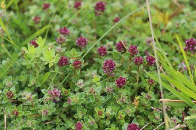 <i>Thymus praecox</i>