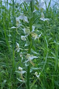 Orchis verdâtre