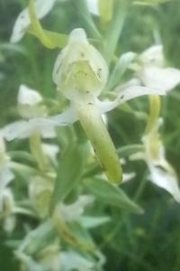 Orchis verdâtre