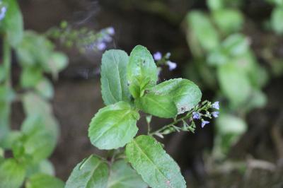 Veronica beccabunga