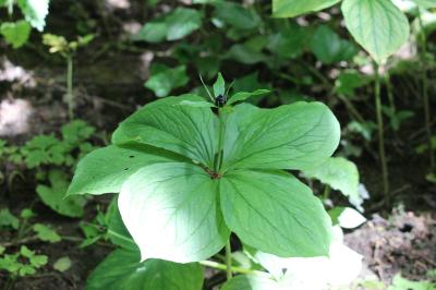 Paris quadrifolia