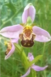 Ophrys abeille