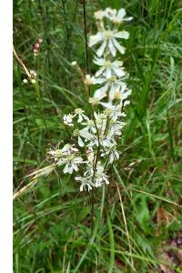 Filipendule vulgaire
