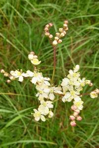 Filipendule vulgaire