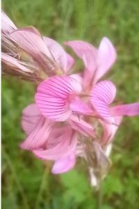 Sainfoin